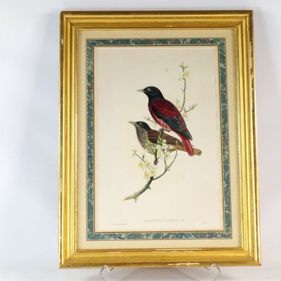 Vintage John Gould Audobon Hand - Colored Lithograph