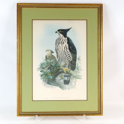 Vintage John Gould Audobon Hand - Colored Lithograph