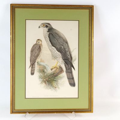 Vintage John Gould Audobon Hand - Colored Lithograph