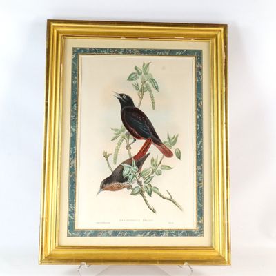 Vintage John Gould Audobon Hand - Colored Lithograph
