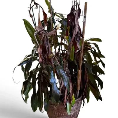 Dracaena Houseplant w/ Etched Clay Pot, Stand, & Water Catcher *HEAVY/BIG* (5’ X 3’)