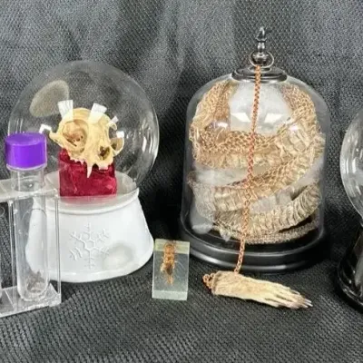 Halloween Decor of Snakeskins, Insects, Animal Skulls and More