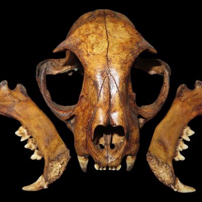 Fossil Bobcat Skull, Lynx rufus, Salt Creek Bog, Saginaw Co., Michigan, Reported Pleistocene, 8,000-12,000 Years Old