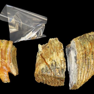 Lot of 3 Partial Fossilized Woolly Mammoth Teeth, Largest 7" Tall x 9" Wide, Alaska, Pleistocene Epoch, Reported 10,000-45,000...