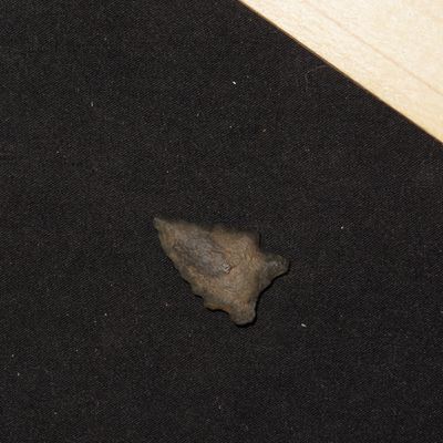 1" Elko Eared, New Mexico
