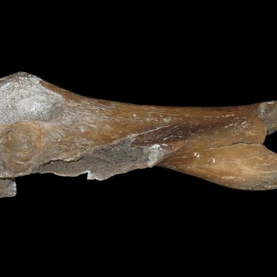19 1/4" Fossilized Woolly Mammoth Bone, Siberia, Reported 11,500 to 2.6 Million Years Old