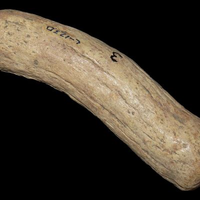 4 1/2" Antler Atlatl Handle, Missouri, Ex. Glen Leasman