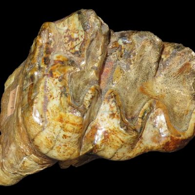 4 1/2" Wide x 4" Tall Mastodon Tooth, Alaska, Reported Miocene Epoch, 23 Million Years Old, Great Condition
