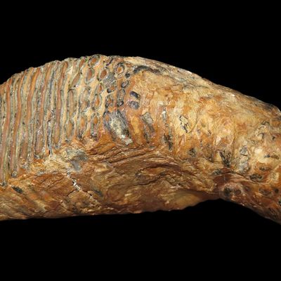 11" x 9" Large Complete Fossilized Mammoth Tooth, Siberia, Russia, Pleistocene, Reported Approximately 30,000 Years Old