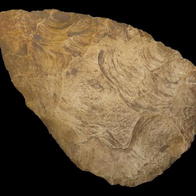 5 7/8" x 3 1/2" Large Archaic Blade, Near Milton, Pike Co., Illinois