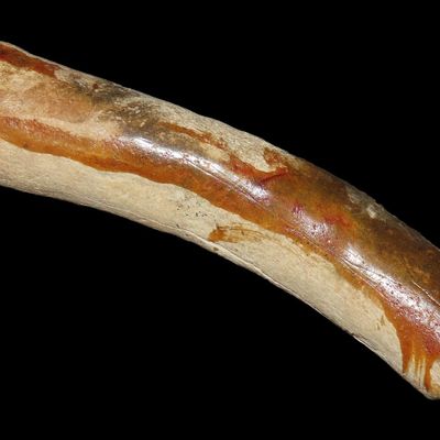 5 1/2" Antler Billet for Knapping, Snyder Site, Calhoun Co., Illinois, Ex. Glen Leasman