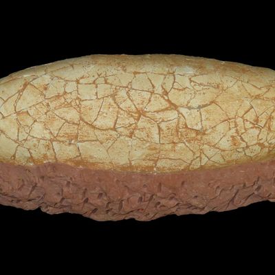 14 3/4" Sauropod Dinosaur Egg, Reportedly Late Jurassic to Late Cretaceous, 190-200 Million Years Old