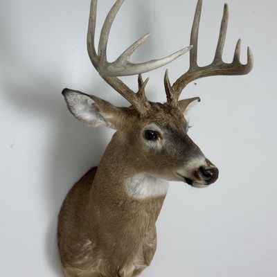 10-Point White-Tailed Deer Shoulder Mount