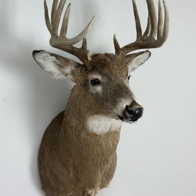 Whitetail Deer Taxidermy Shoulder Mount