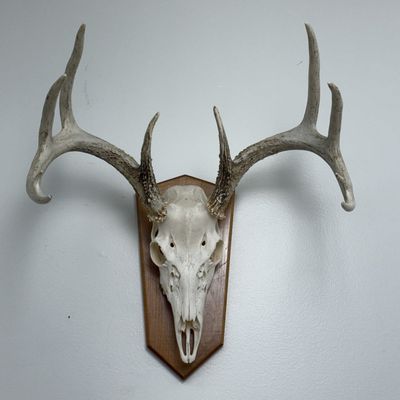 Whitetail Deer 10-Point Skull Mount