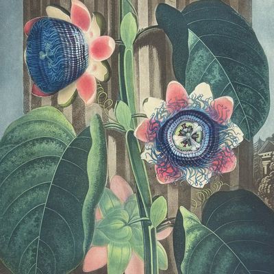Thornton, Folio - The Quadrangular Passion-Flower