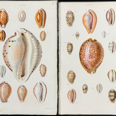 Sowerby - 6 Shell Engravings