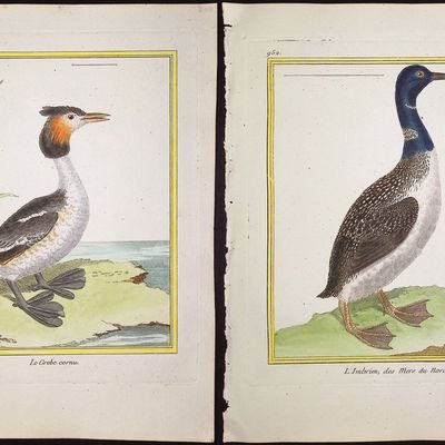 Martinet & Buffon - 6 Water or Shore Bird Engravings