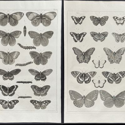 Seba - 5 Butterfly or Moth Engravings
