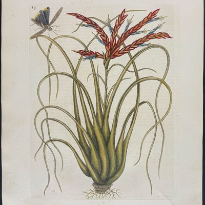 Catesby, Folio - Wild Pine with Locusta (Cricket). 2-89