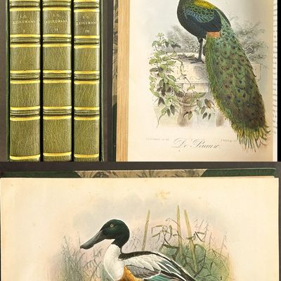 Keulemans' Onze Vogel - Three Volumes with 200 Originally Hand-colored Lithographs