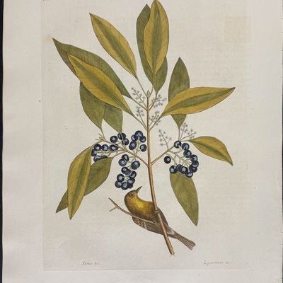 Catesby, Folio - Pine Creeper with Purple Berried Bay. 1-61