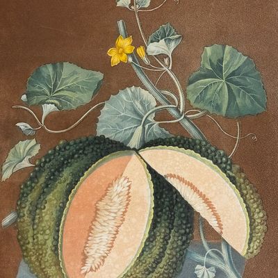 Brookshaw, Folio - White Seed'd Rock Melon