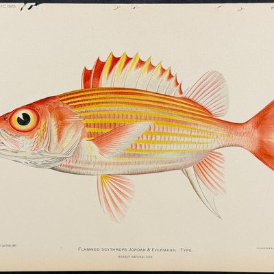Bien, Hawaii - Roughscale or Shy Soldierfish [Holotrachys Lima]