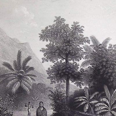 Wilkes - Broom Road, Tahiti