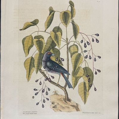 Catesby, Folio - Purple Grosbeak with Poison Wood. 1-40