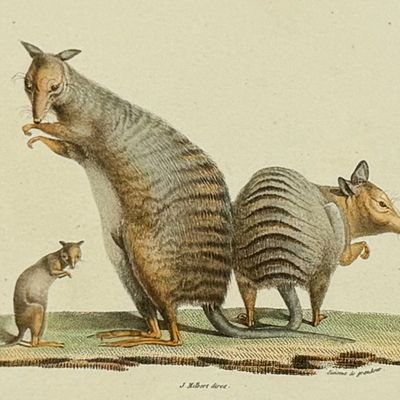 Peron & Freycinet - Kangaroo (Kanguroo a Bandes)