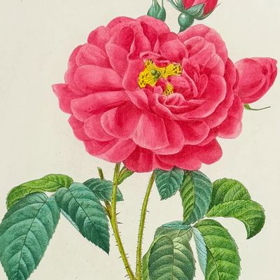 Redoute, Choix - Duchess of Orleans Rose [Rosa gallica aurelianensis]