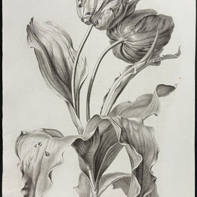 Spaendonck - Tulips