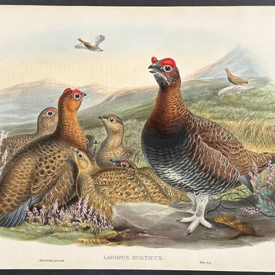 Gould, Great Britain - Red Grouse