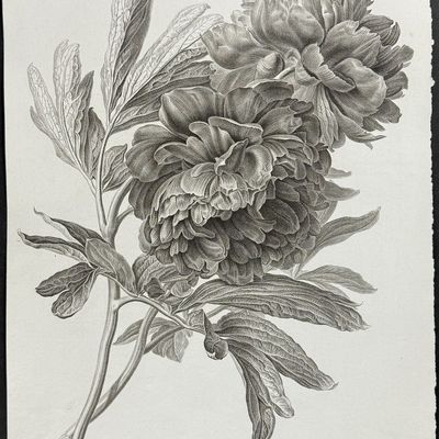 Spaendonck - Peony