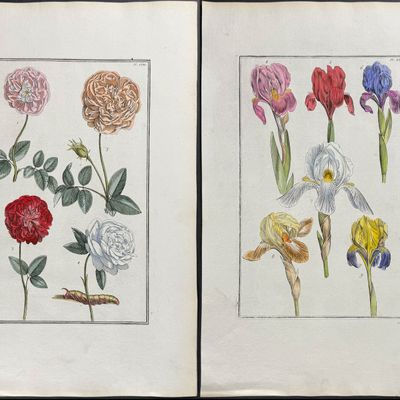 Rabel - 5 Botanical Engravings: Rose, Iris, Buttercup, Fritillary, Passion Flower