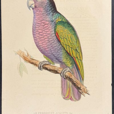 Bourjot Saint-Hilaire - Jacot, Parrot [Le Perroquet Auguste]