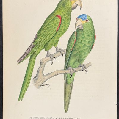 Bourjot Saint-Hilaire - Large-jawed Parakeet-Macaw [Perruche-Ara a grosses machoires]