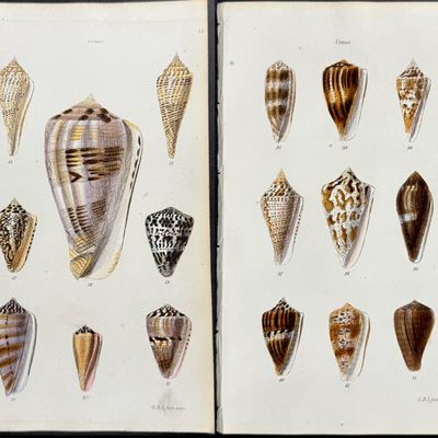 Sowerby - 6 Shell Engravings