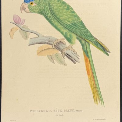 Bourjot Saint-Hilaire - Blue-Crowned Parakeet [La Perruche a Tetet Bleue d'Azzara]