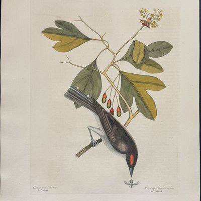Catesby, Folio - Tyrant with Sassafras. 1-55