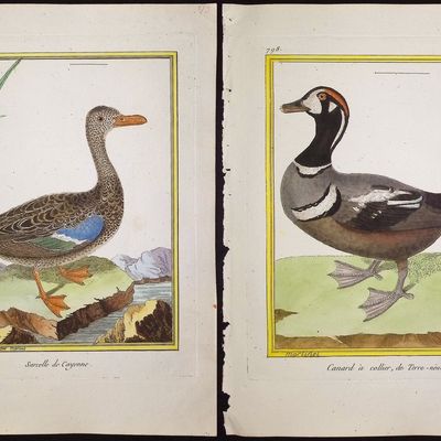 Martinet & Buffon - 21 Duck, Water, or Shore Bird Engravings
