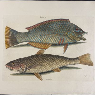 Catesby, Folio - Pudding-Wife & Carolina Whiting. 2-12