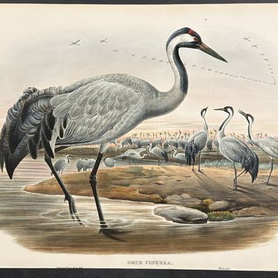 Gould, Great Britain - Common Crane