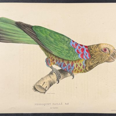 Bourjot Saint-Hilaire - Hooded or Crested Parrot [Perroquet Maille de Cayenne]