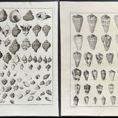 Seba - 6 Shell Engravings