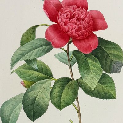 Redoute, Choix - Camellia [Camelia Anemonefolia]