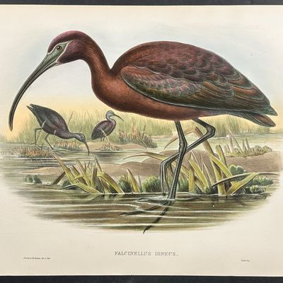 Gould, Great Britain - Glossy Ibis