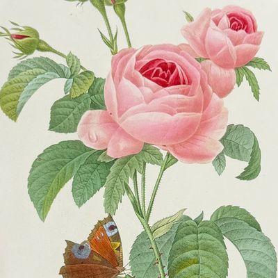 Redoute, Choix - Cabbage Rose [Rosa centifolia]