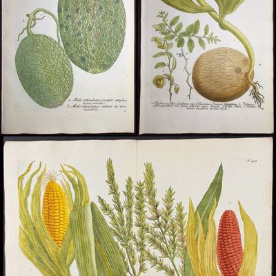 Weinmann - 8 Botanical Engravings: Melon, Banana, Coconut, Marigold, Corn, Pineapples, Radish, Narcissus